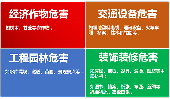 白蚁危害