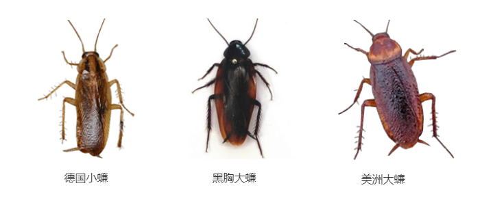 灭蟑螂