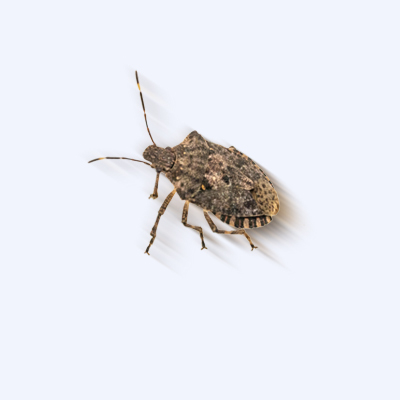 陕西灭臭虫